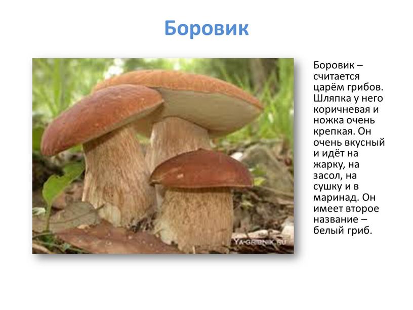 Боровик Боровик – считается царём грибов