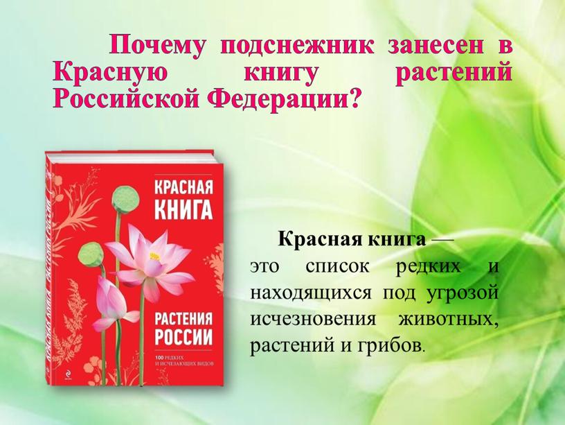 Почему подснежник занесен в Красную книгу растений