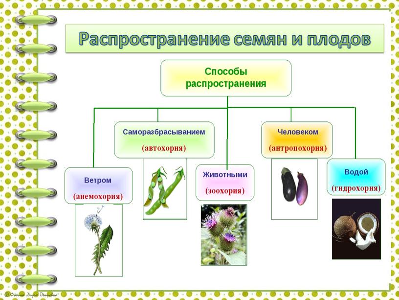 Распространение семян и плодов