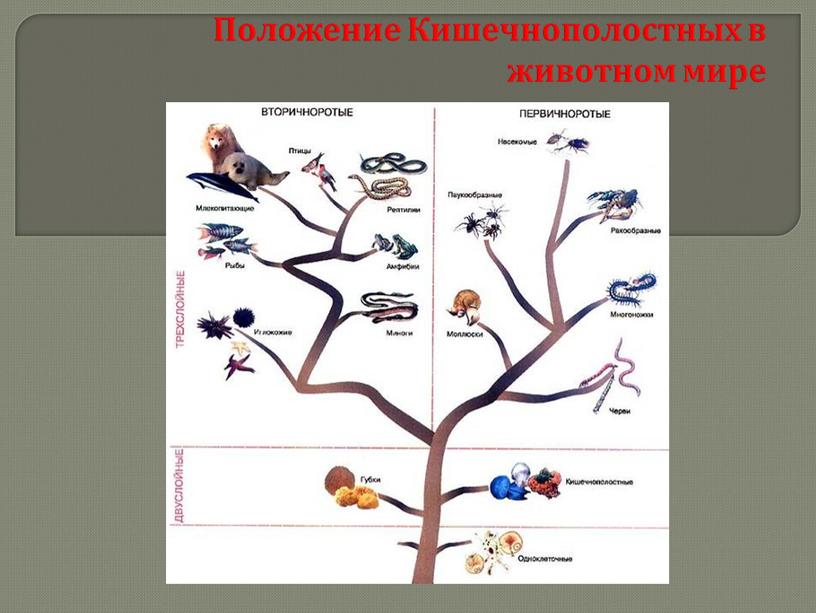 Кишечнополостные , 8класс, биология