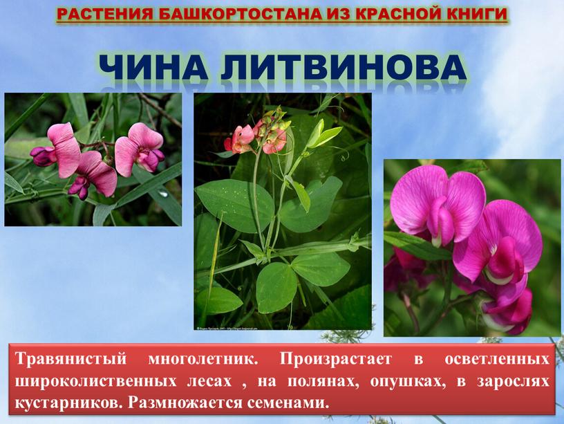Растения Башкортостана из красной книги
