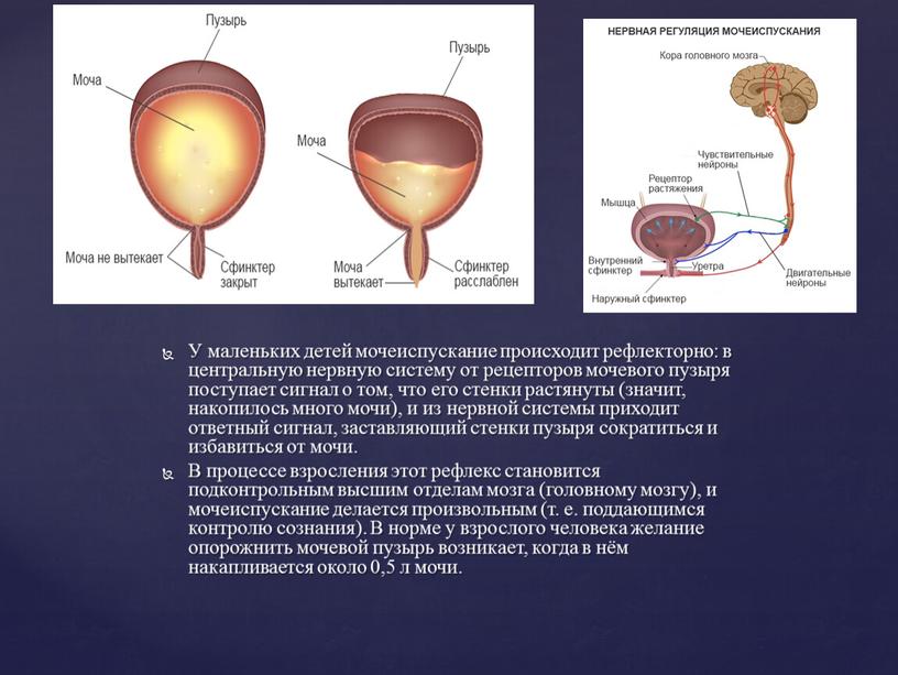 У маленьких детей мочеиспускание происходит рефлекторно: в центральную нервную систему от рецепторов мочевого пузыря поступает сигнал о том, что его стенки растянуты (значит, накопилось много…