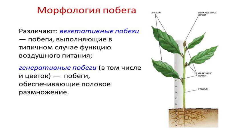 Размножение и оплодотворение растений. Вегетативное размножение