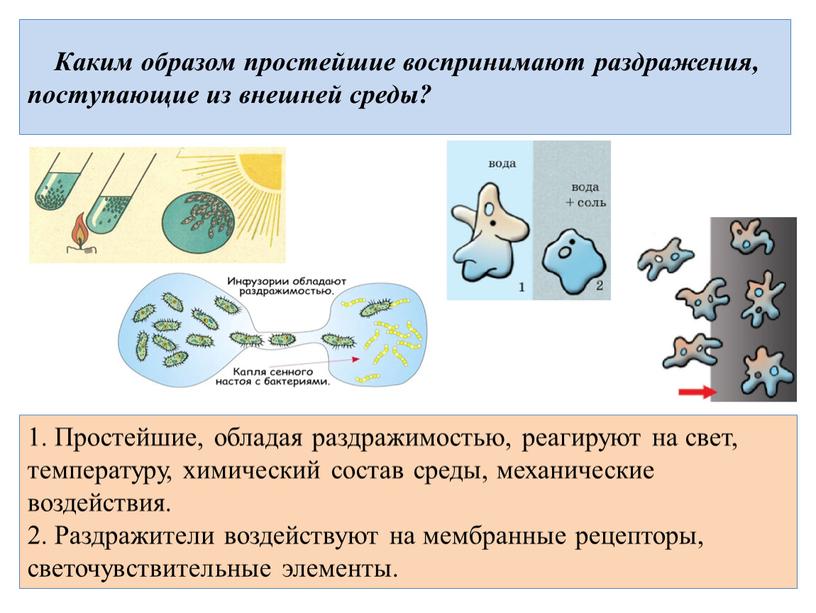 Каким образом простейшие воспринимают раздражения, поступающие из внешней среды? 1