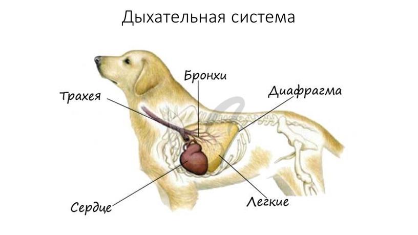 Дыхательная система