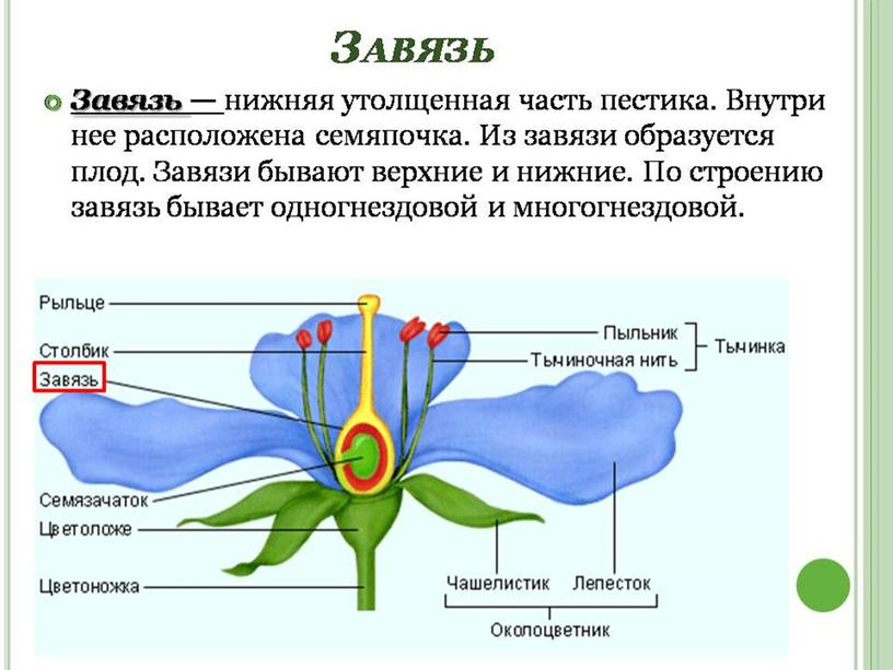 Царства растений