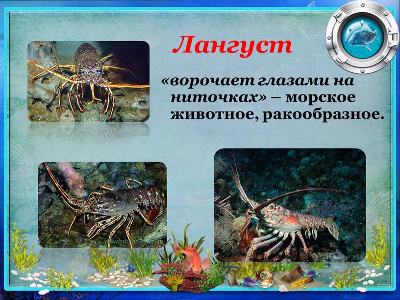 Лангуст «ворочает глазами на ниточках» – морское животное, ракообразное