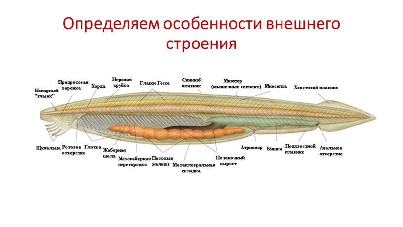 Определяем особенности внешнего строения