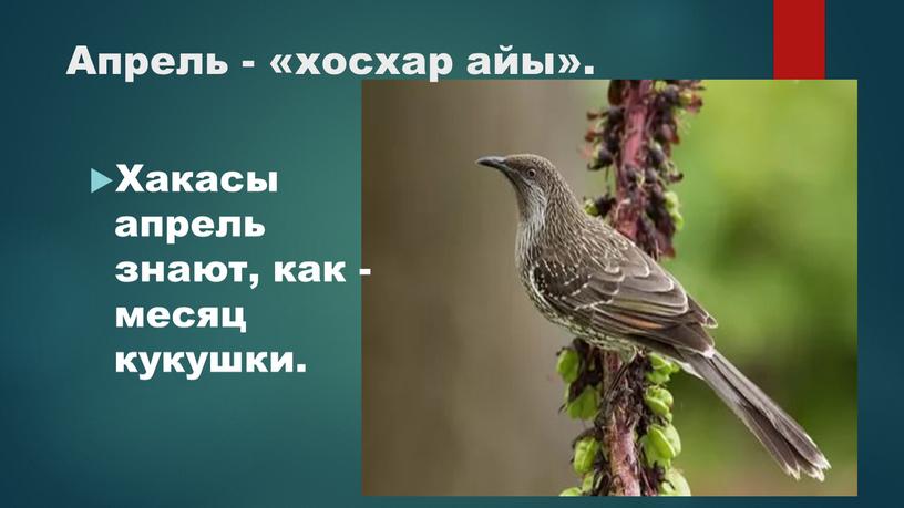 Апрель - «хосхар айы». Хакасы апрель знают, как - месяц кукушки