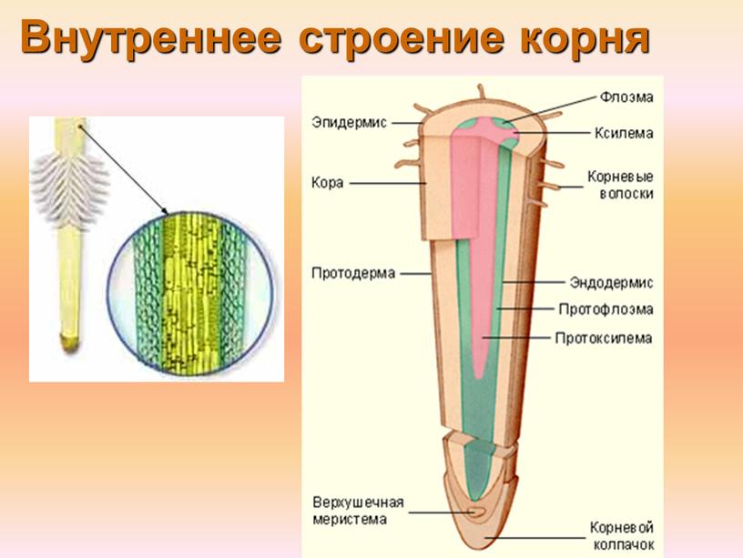 Внутреннее строение корня