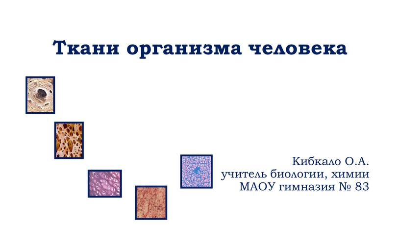 Ткани организма человека Кибкало