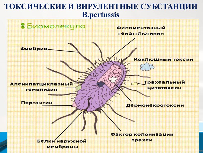 ТОКСИЧЕСКИЕ И ВИРУЛЕНТНЫЕ СУБСТАНЦИИ