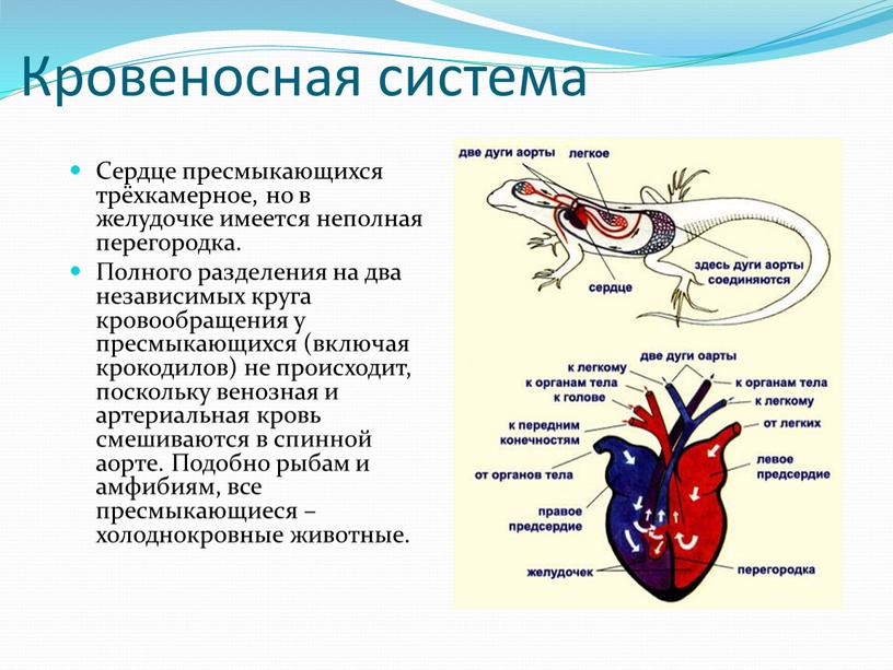 Кровеносная система Сердце пресмыкающихся трёхкамерное, но в желудочке имеется неполная перегородка