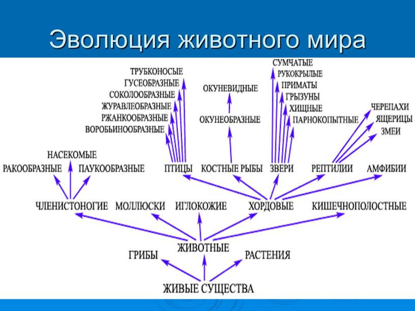 Эволюция животного мира