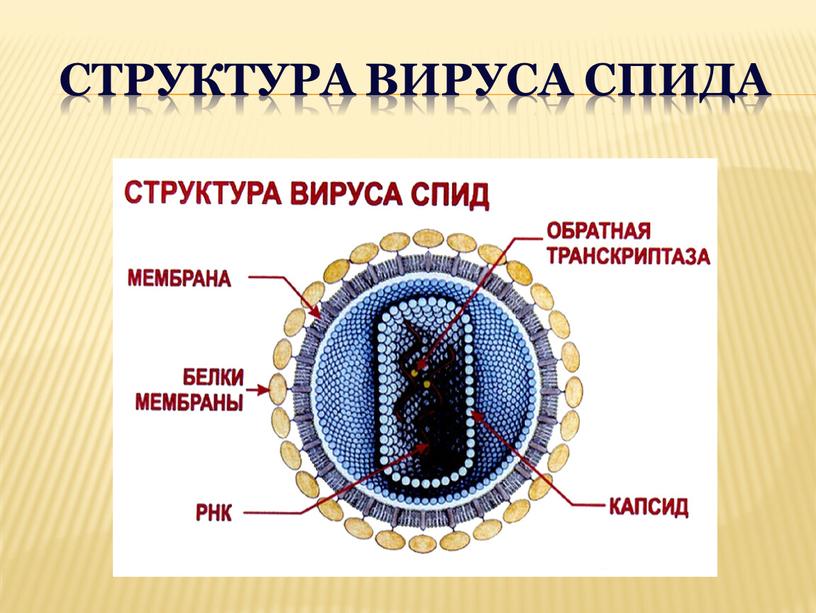 Структура вируса СПИДа