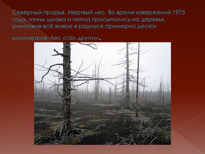 Северный прорыв. Мертвый лес. Во время извержений 1975 года, тонны шлака и пепла просыпались на деревья, уничтожив всё живое в радиусе примерно десяти километров