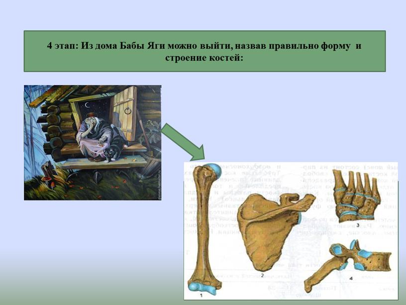 Из дома Бабы Яги можно выйти, назвав правильно форму и строение костей:
