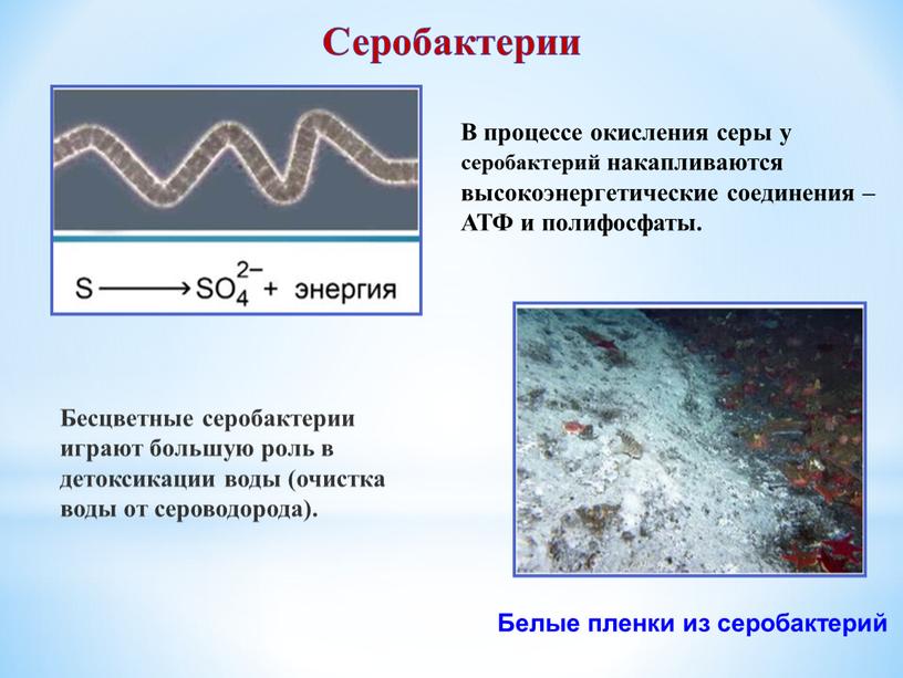 Серобактерии В процессе окисления серы у серобактерий накапливаются высокоэнергетические соединения –