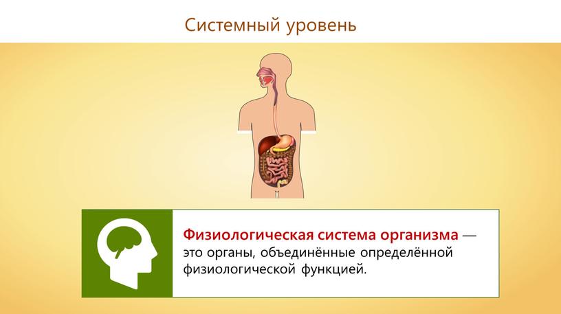 Системный уровень Физиологическая система организма — это органы, объединённые определённой физиологической функцией