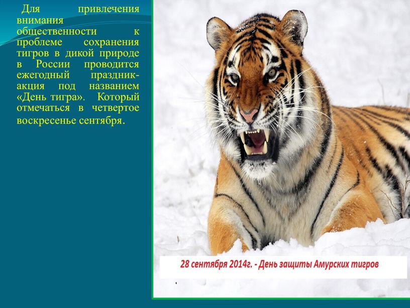 Для привлечения внимания общественности к проблеме сохранения тигров в дикой природе в