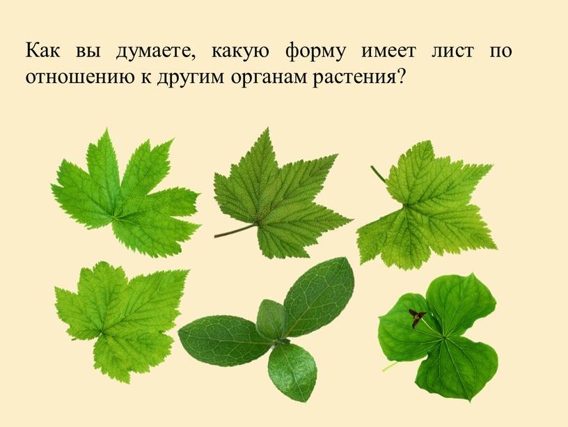 Как вы думаете, какую форму имеет лист по отношению к другим органам растения?