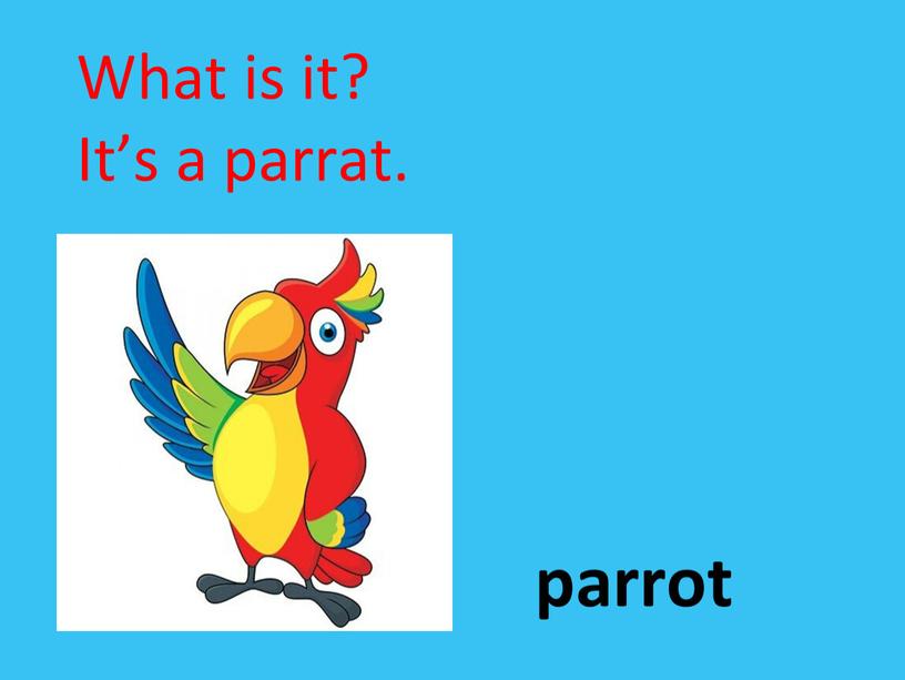 parrot What is it? It’s a parrat.