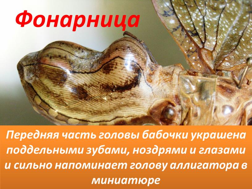 Фонарница Передняя часть головы бабочки украшена поддельными зубами, ноздрями и глазами и сильно напоминает голову аллигатора в миниатюре