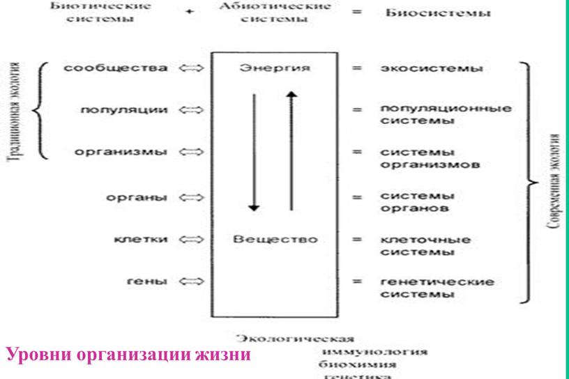 Уровни организации жизни