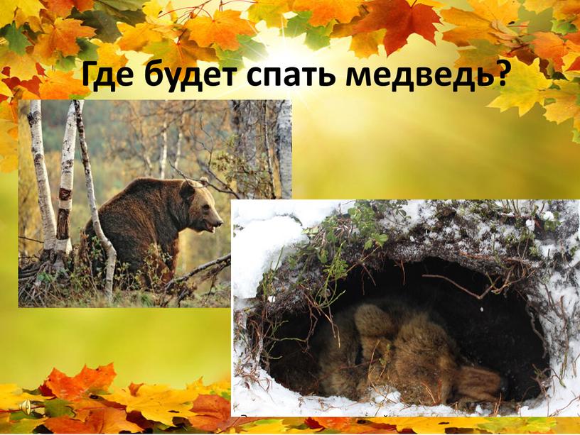 Где будет спать медведь?