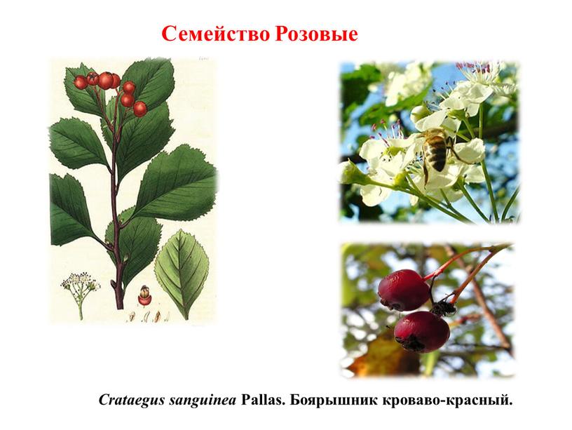 Crataegus sanguinea Pallas. Боярышник кроваво-красный