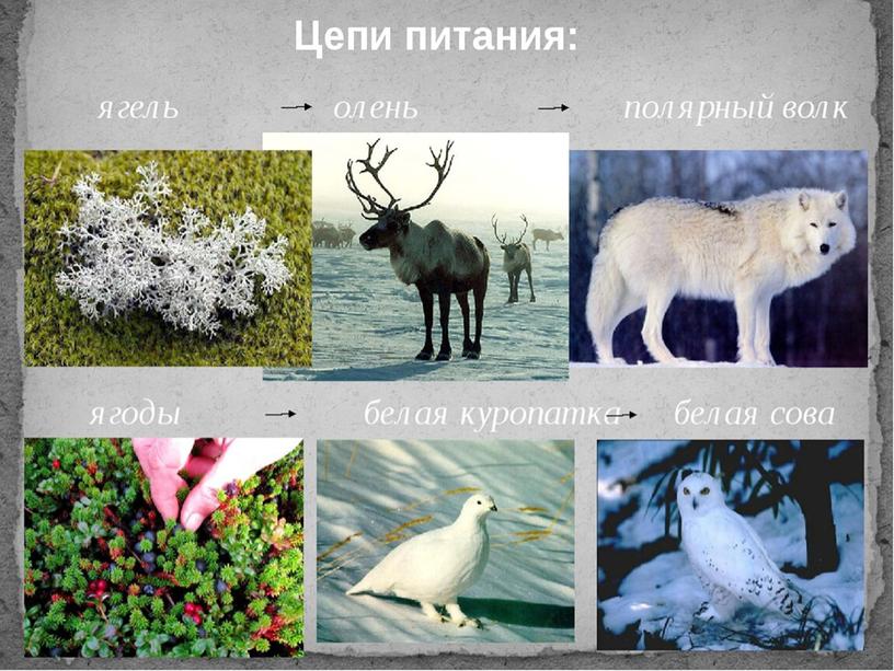 Презентация по окружающему миру "Природные зоны России". 4 класс