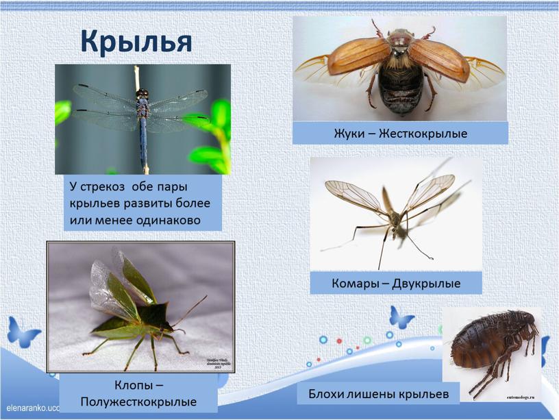 Крылья У стрекоз обе пары крыльев развиты более или менее одинаково