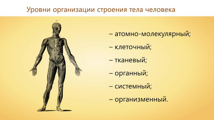 Уровни организации строения тела человека – атомно-молекулярный; – клеточный; – тканевый; – органный; – системный; – организменный