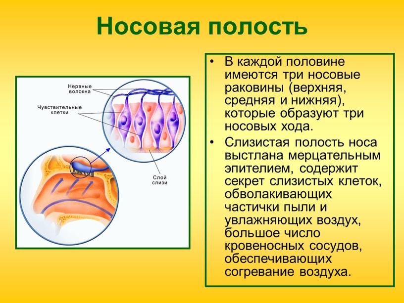 Носовая полость В каждой половине имеются три носовые раковины (верхняя, средняя и нижняя), которые образуют три носовых хода