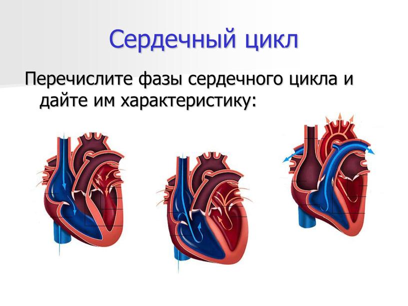 Сердечный цикл Перечислите фазы сердечного цикла и дайте им характеристику: