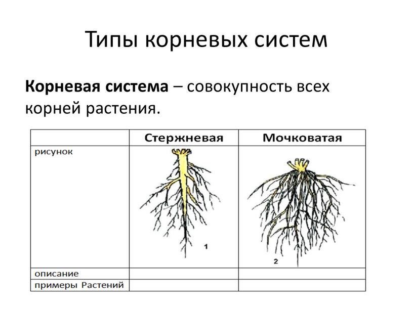 Типы корневых систем Корневая система – совокупность всех корней растения