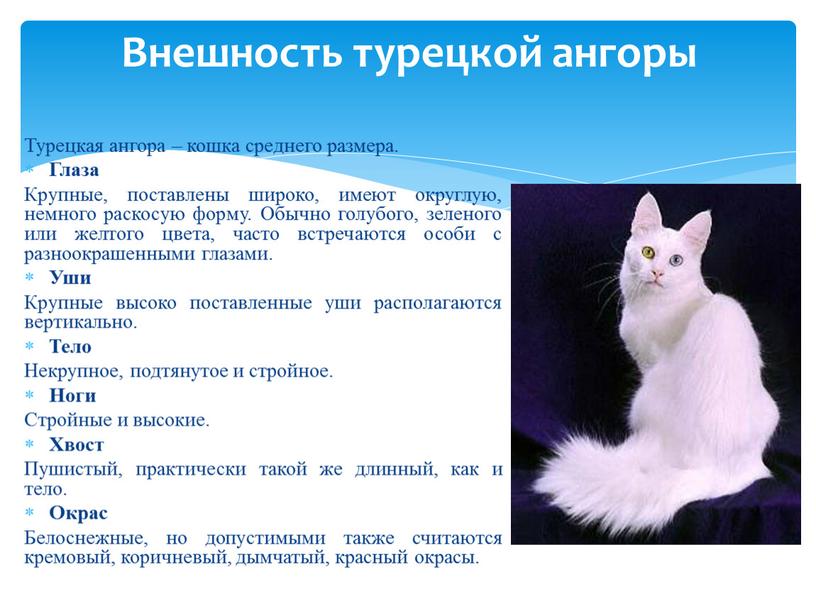 Турецкая ангора – кошка среднего размера