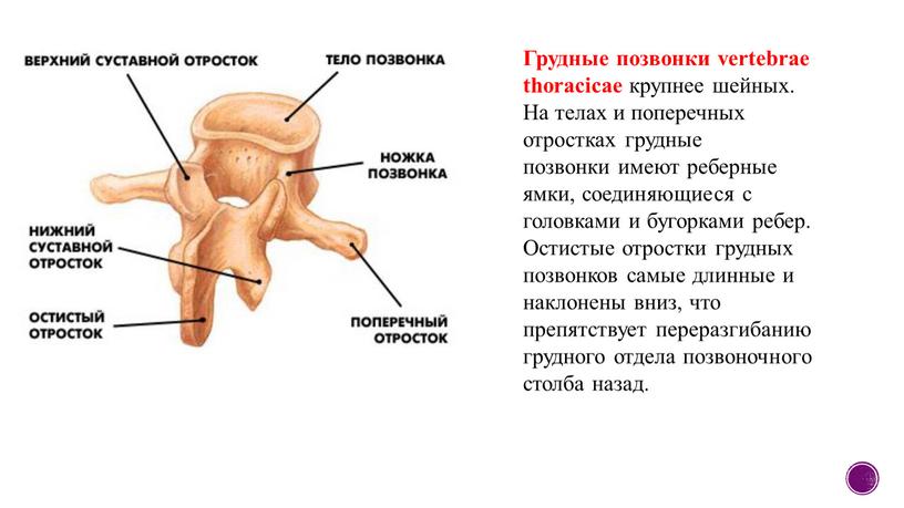 Грудные позвонки vertebrae thoracicae крупнее шейных