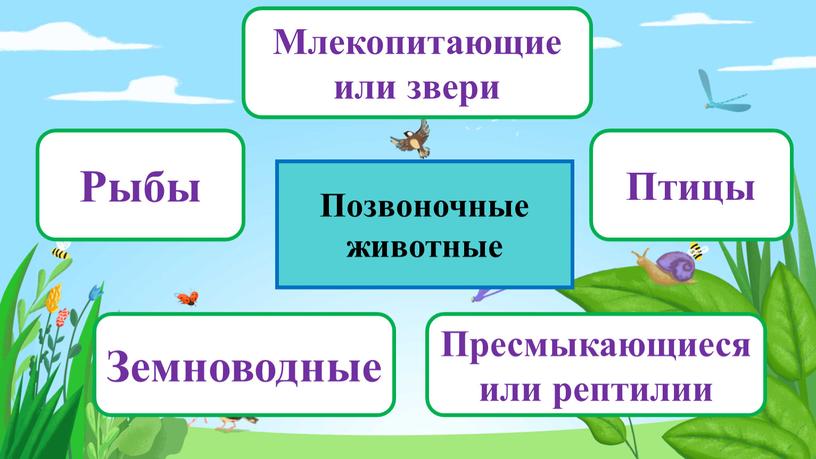 Позвоночные животные Рыбы Млекопитающие или звери