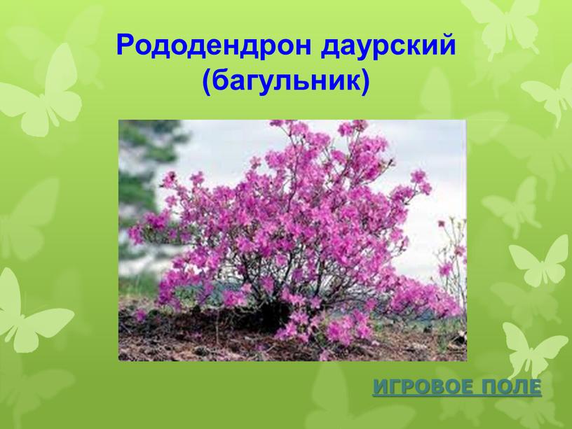 Рододендрон даурский (багульник)