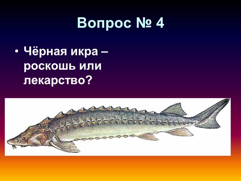 Вопрос № 4 Чёрная икра – роскошь или лекарство?