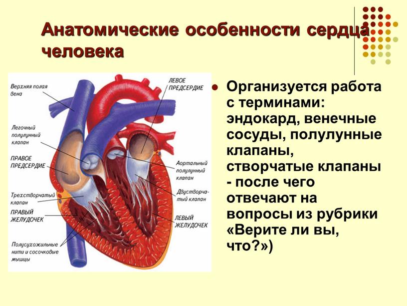 Анатомические особенности сердца человека