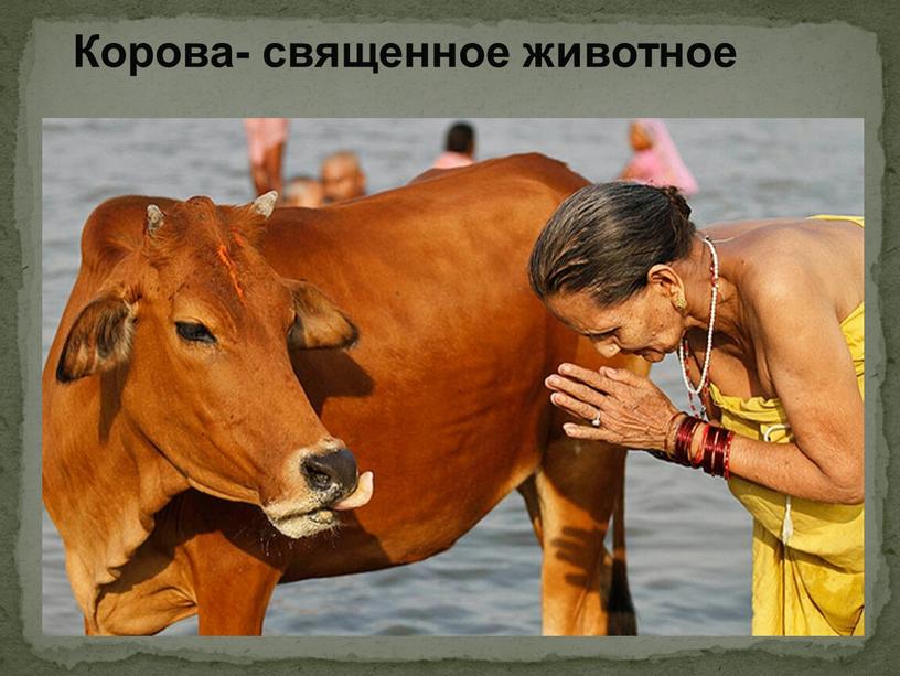 Корова- священное животное
