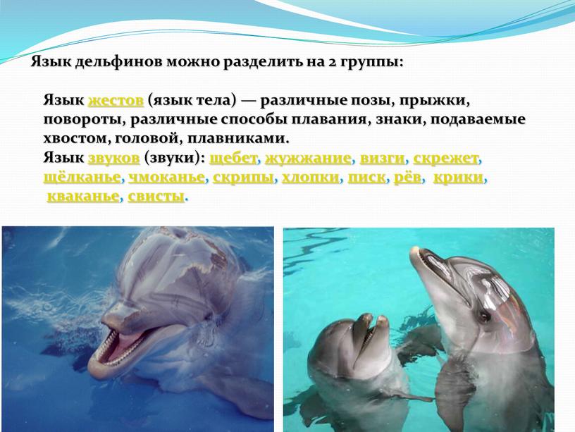 Язык дельфинов можно разделить на 2 группы: