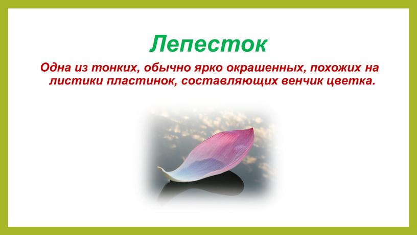 Лепесток Одна из тонких, обычно ярко окрашенных, похожих на листики пластинок, составляющих венчик цветка