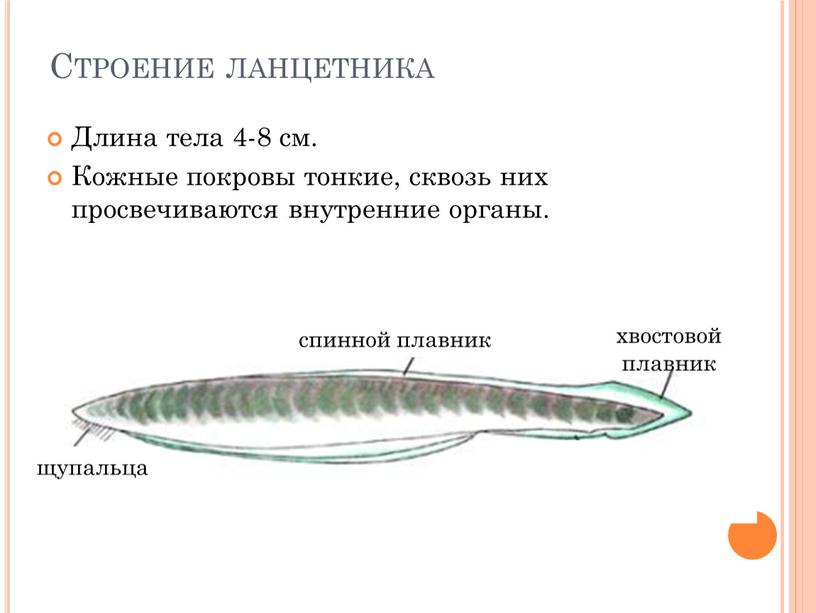 Строение ланцетника Длина тела 4-8 см