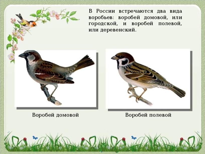 Внеклассное мероприятие "Синичкин день"