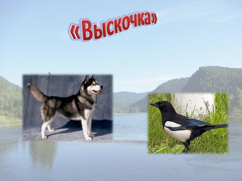 «Выскочка»