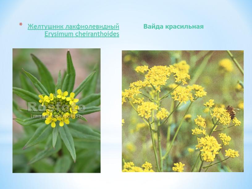 Желтушник лакфиолевидный Erysimum cheiranthoides