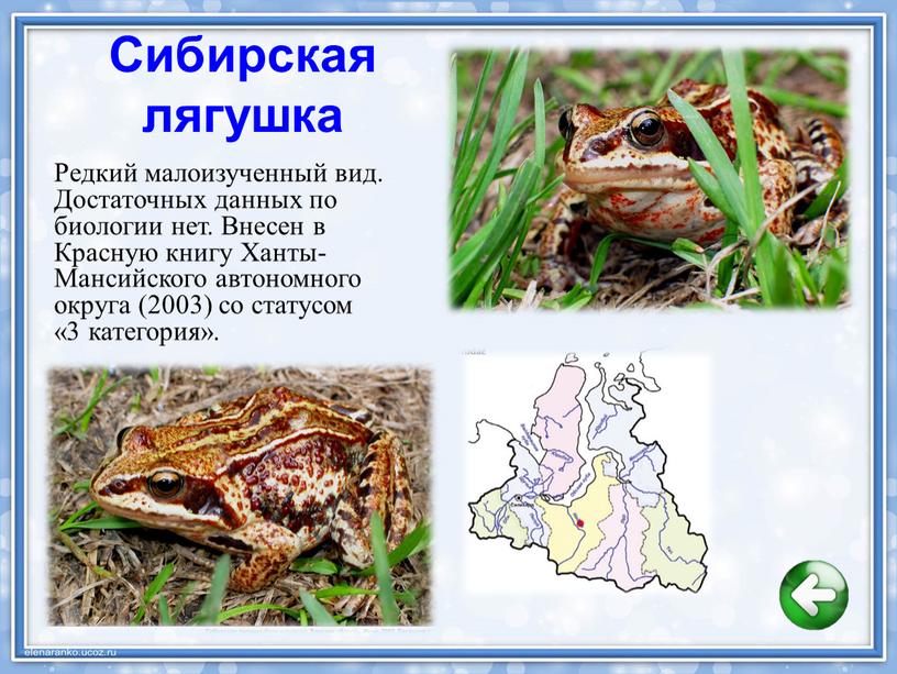 Сибирская лягушка Редкий малоизученный вид